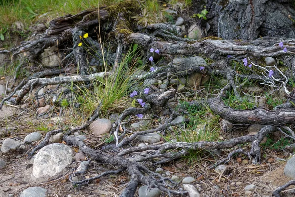 Blå Harebell Blommar Stranden Vid Loch Insh — Stockfoto