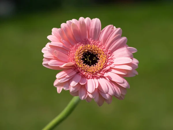 Вид Рожеву Gerbera Asteraceae Квітне Влітку Сонце — стокове фото