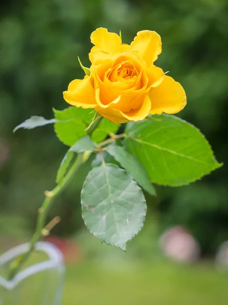 Närbild Gul Hybrid Rose — Stockfoto