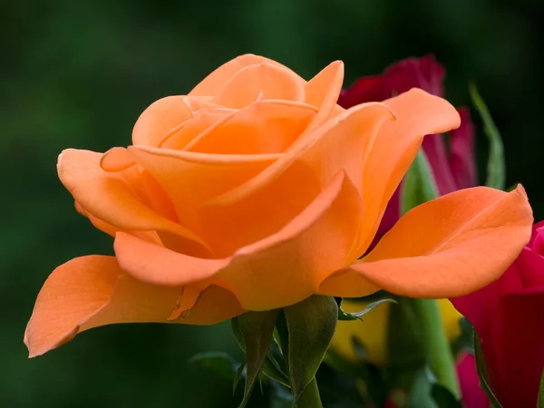 Detailní Pohled Krásnou Oranžovou Růži — Stock fotografie