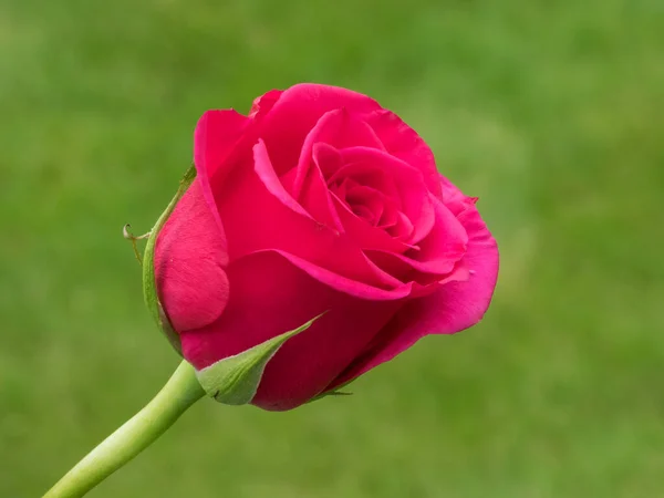 Close View Pink Hybrid Rose — Stock Photo, Image