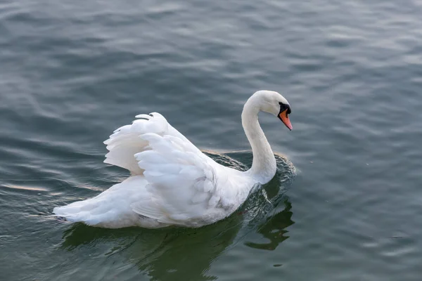 Mute Swan Gliding Lake Maggiore — Stock Photo, Image