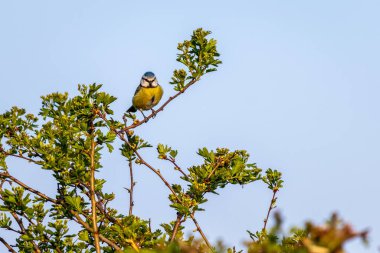 Blue Tit perching on a branch in the early morning spring sunshine