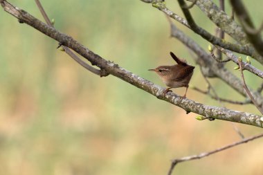 Tiny Wren (Troglodit trogloditleri) İlkbaharda bir ağaca tünedi.