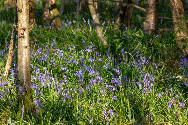 Ein Klumpen Bluebells Blüht Der Frühlingssonne — Stockfoto