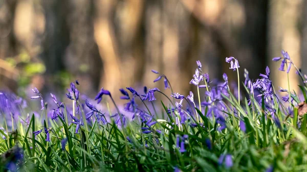 Ein Klumpen Bluebells Blüht Der Frühlingssonne — Stockfoto