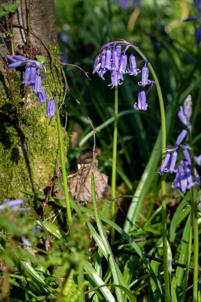 Clump Bluebells Flowering Spring Sunshine — Stock Photo, Image