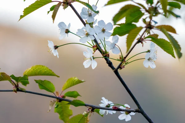 White Blossom Wild Cherry Tree Prunus Avium — Stock Photo, Image