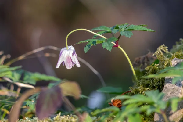 Anenoma Madeira Anemone Nemorosa Começando Florescer Primavera — Fotografia de Stock