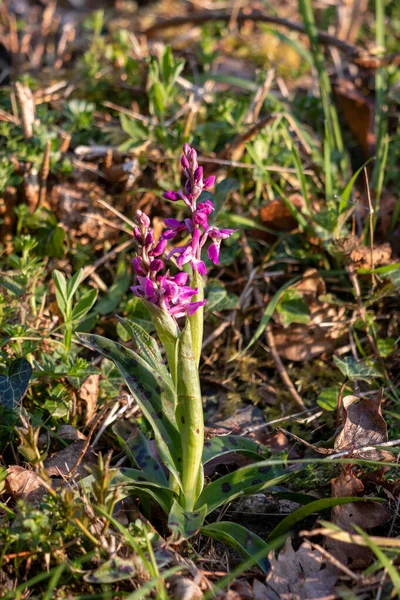 Orchid Roxo Adiantado Orchis Mascula Flowering Perto Leste Grinstead — Fotografia de Stock