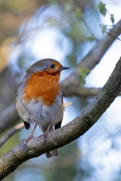 Robin Looking Alert Tree Spring Day — Stock Photo, Image