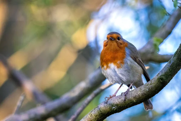 Robin Kijkt Alert Een Boom Een Lentedag — Stockfoto