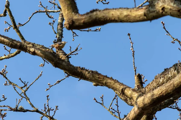 Nuthatch Uppe Träd Nära East Grinstead — Stockfoto