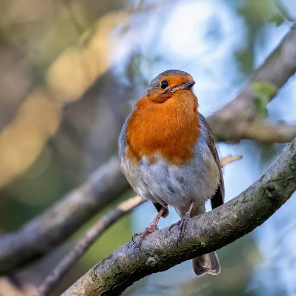 Robin Looking Alert Tree Spring Day — Stock Photo, Image