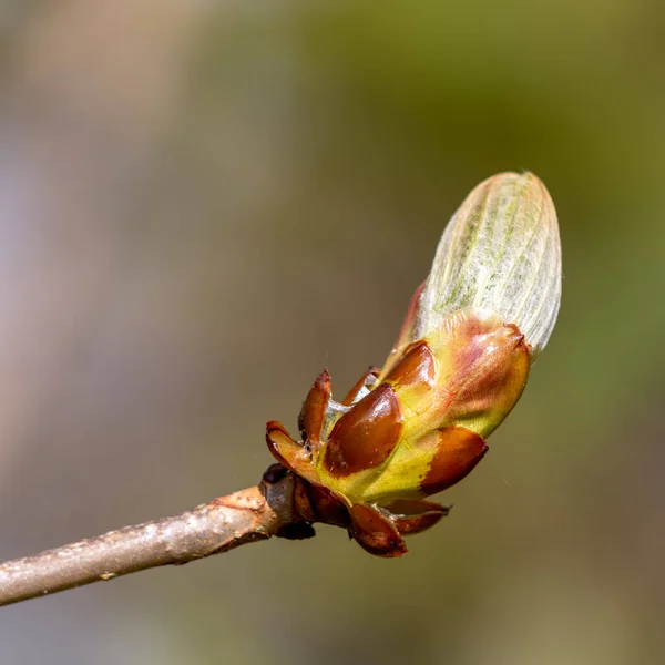 葉に破裂馬栗の木の粘着性の芽 — ストック写真