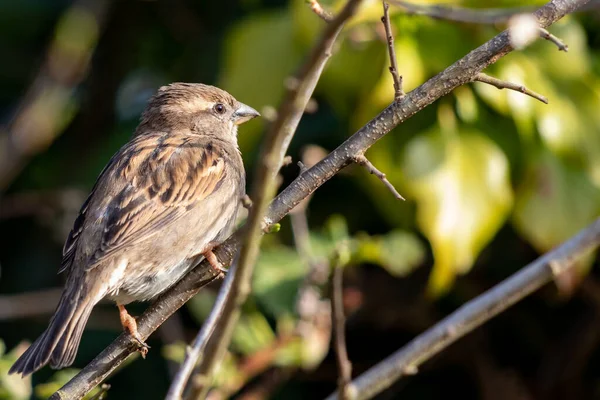 Sperling Passeridae Ruht Auf Einem Zweig Der Frühlingssonne — Stockfoto