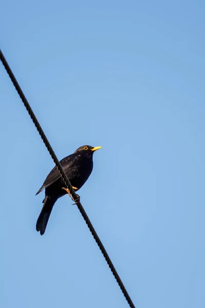 Male Blackbird Turdus Merula Peching Telephone Wire — Stock Photo, Image