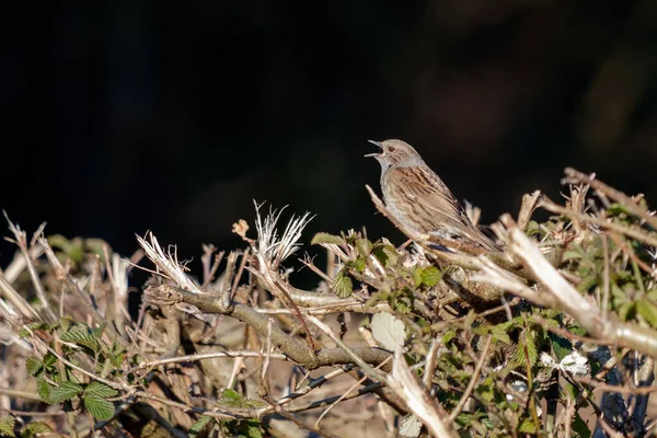 Hedge Accentor Dunnock Hedge Sussex — Stock Photo, Image