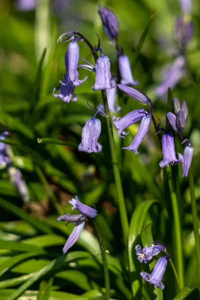 Clump Bluebells Flowering Spring Sunshine Stock Picture