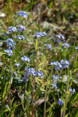 Bir grup yabani Unutma beni çiçekleri baharda çiçek açıyor