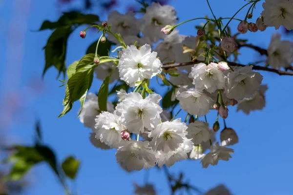 White Blossom Wild Cherry Tree Prunus Avium — Stock Photo, Image