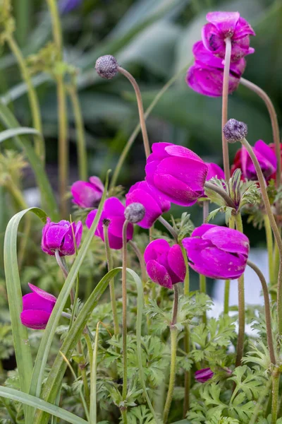 Grupo Anémonas Magenta Floreciendo Jardín Primavera — Foto de Stock