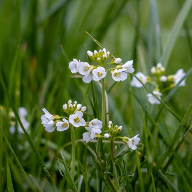 İlkbaharda açan bazı Guguk Çiçeklerinin yakın çekimi