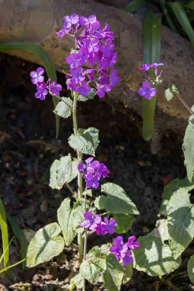 Sunlit Purple Virginia Stock Flores Que Florecen Primavera East Grinstead —  Fotos de Stock