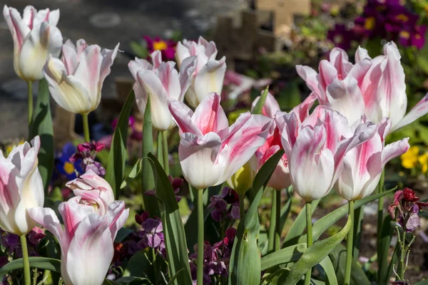 Exibição Colorida Tulipas Brancas Vermelhas East Grinstead — Fotografia de Stock