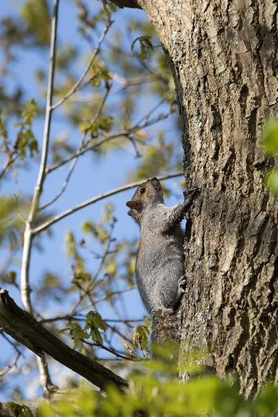 Grey Squirrel Sciurus Carolinensis Покоится Дереве — стоковое фото