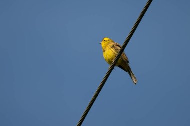 Sarı Çekiç (Emberiza citrinella) Sabah güneşinin tadını çıkarıyor