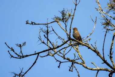 Song Thrush (Turdus philomelos) Bahar güneşinde şarkı söylüyor