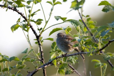 Sussex 'te bir çalılıkta hedge Accentor (Dunnock)