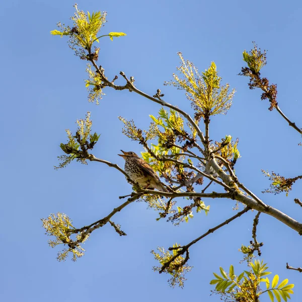 Song Thrush Turdus Philomelos Sedí Stromě Užívá Jarního Slunce — Stock fotografie