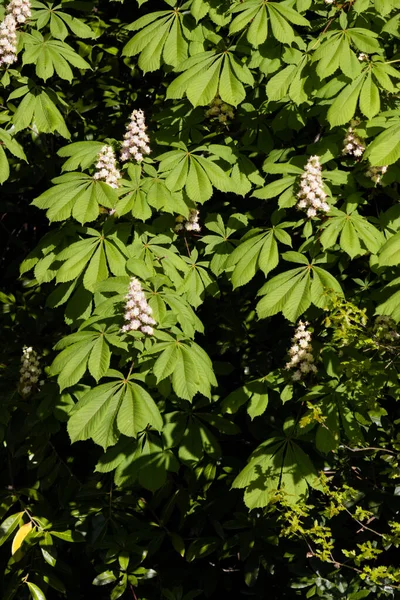 Árbol Castaño Indias Soleado Floreciendo Primavera —  Fotos de Stock