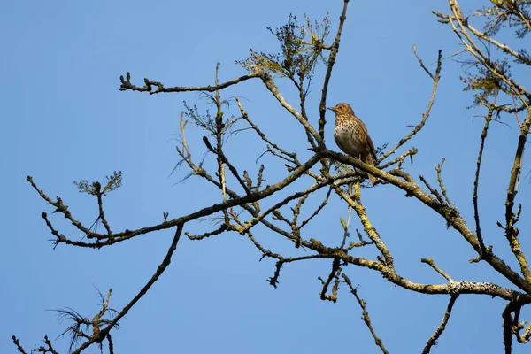 Song Thrush Turdus Philomelos Ült Egy Fán Élvezi Tavaszi Napsütést — Stock Fotó