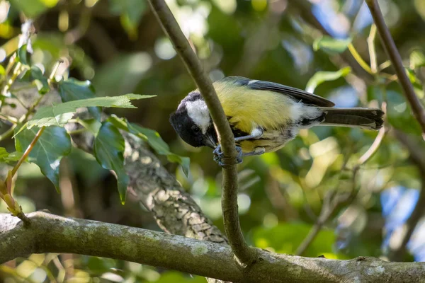 Great Tit Perched Branch Eating Something — Stockfoto