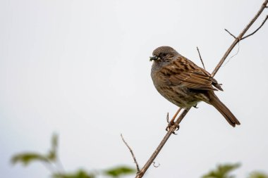 Çit Aktörü (Dunnock) Doğu Grinstead yakınlarındaki ölü bir sapın üzerine tünemiş