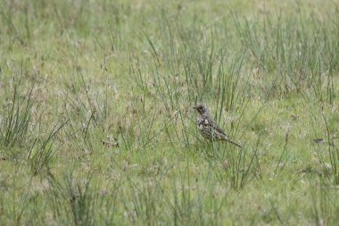 Bir tarlada sulu ardıç kuşu (Turdus viscivorus)