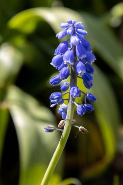 Bahar güneşinde açan bir üzüm sümbülü (Muscari)