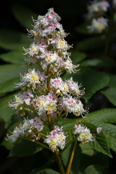 Horse Chestnut Flower Spike Blooming Springtime — Stock Photo, Image