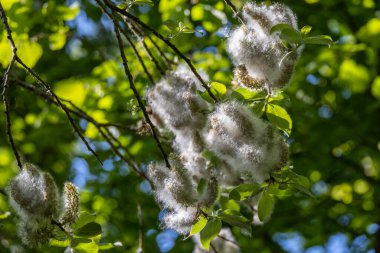 Pussy Willow catkins exploding in the spring sunshine