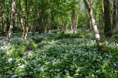 Doğu Grinstead yakınlarındaki ilkbaharda açan Ramsonlar veya Vahşi Sarımsak (Allium ursinum)