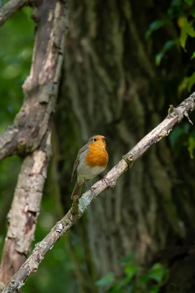 Robin Cantando Uma Árvore Dia Primavera — Fotografia de Stock