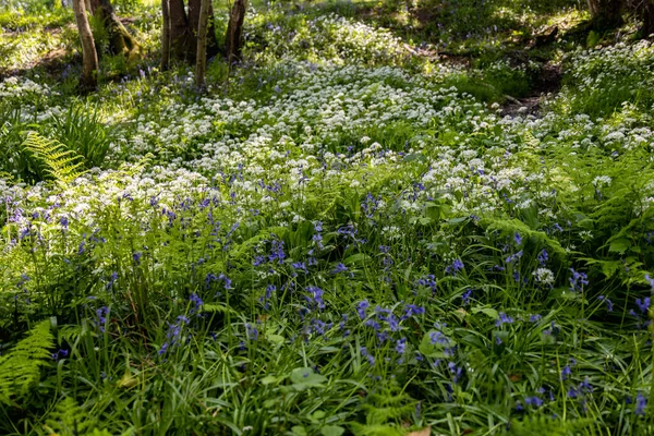 Bärlauch Allium Ursinum Blüht Frühling Der Nähe Von East Grinstead — Stockfoto