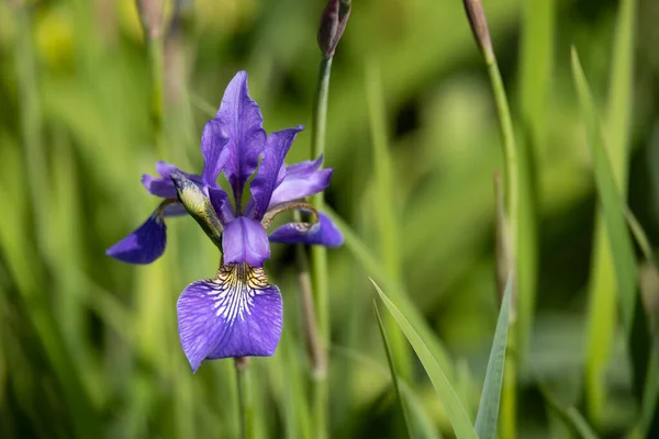 Fiore Iris Che Fiorisce Primavera Giardino All Inglese — Foto Stock