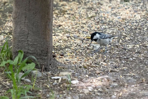 Coal Tit Eating Bird Seed Scattered Ground — Stock Photo, Image