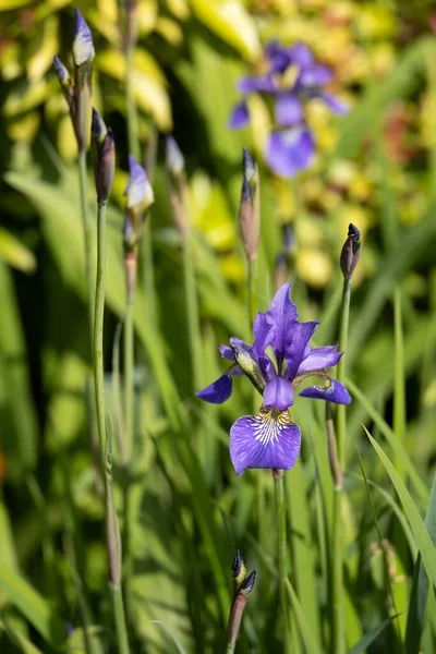 Irisblume Blüht Frühling Einem Englischen Garten — Stockfoto