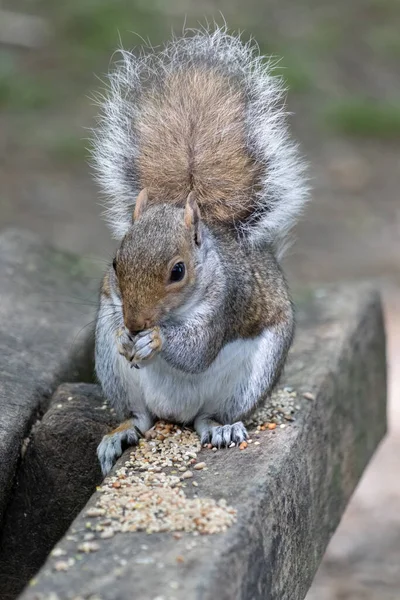 Grey Squirrel Sciurus Carolinensis Jíst Semena Dřevěné Lavičce — Stock fotografie