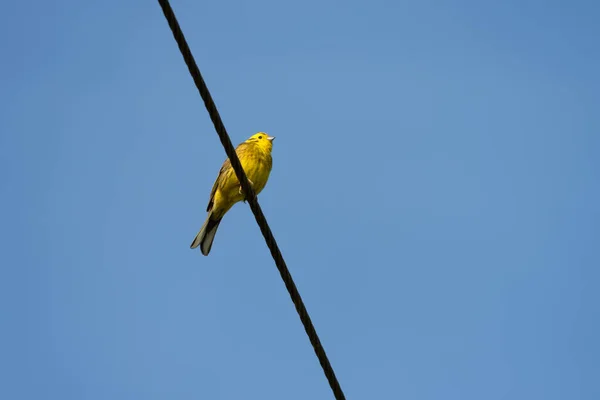 Yellowhammer Emberiza Citrinella Élvezi Reggeli Napsütést — Stock Fotó